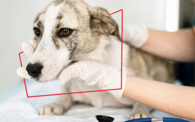 Cómo saber si tu perro sufre sarna