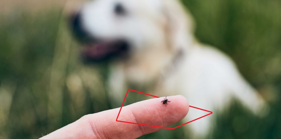 Blog-Garrapatas-1-980×485