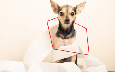 ¿Por qué mi perro tiene diarrea?