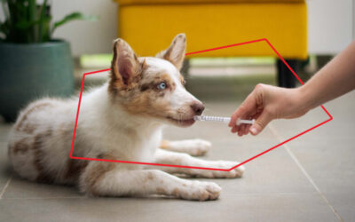 Leishmaniosis canina, una guía práctica