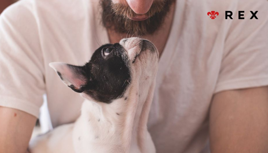 Mitos sobre los perros y gatos