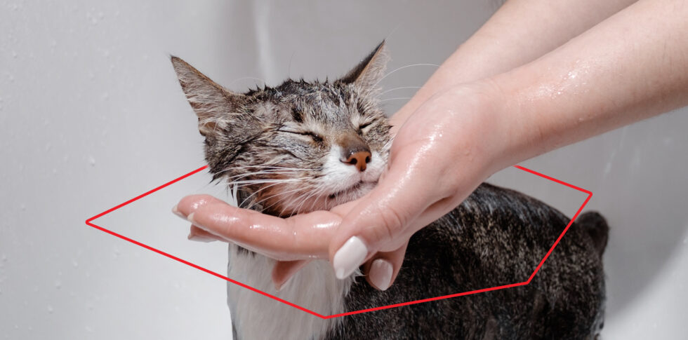 Consejos para la higiene y el cuidado de tu gato