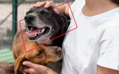 ¿Pensando en adoptar una mascota?