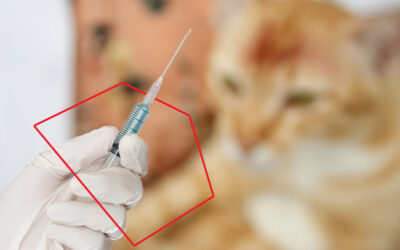 Las preguntas más frecuentes sobre la vacunación en los gatos