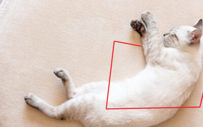 ¿Por qué vomita mi gato?