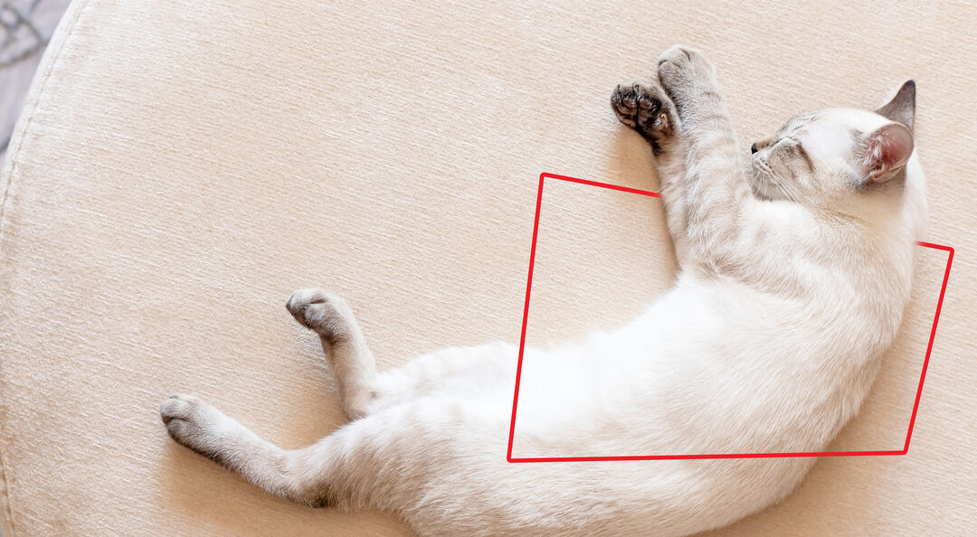 ¿Por qué vomita mi gato?